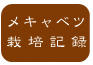 メキャベツ栽培
