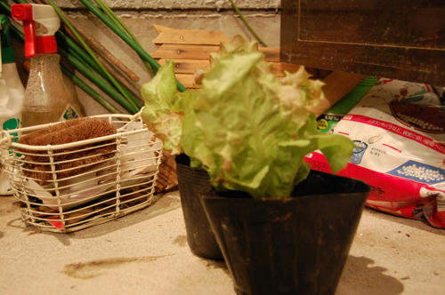 ベランダ菜園 