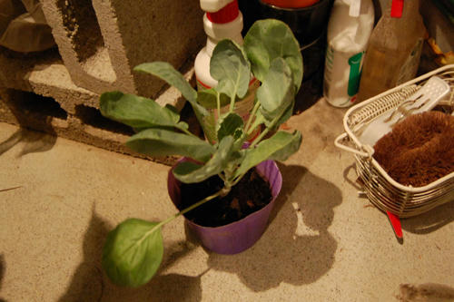 ベランダ菜園 