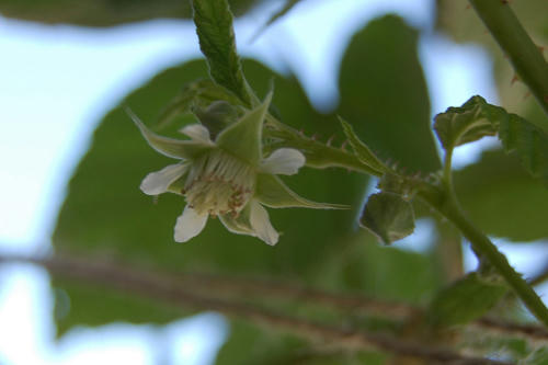 ベランダ菜園 