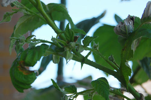 ベランダ菜園 