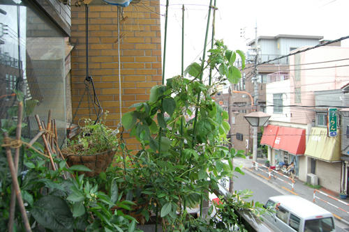ベランダ菜園 