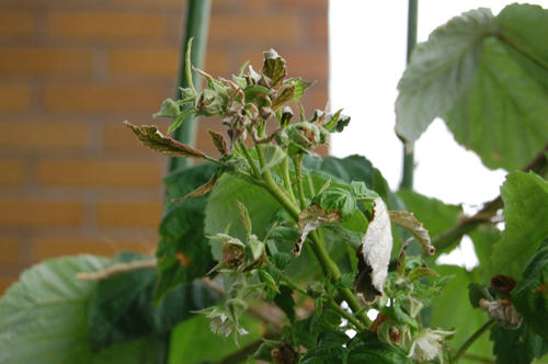 ベランダ菜園 