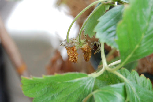 ベランダ菜園 