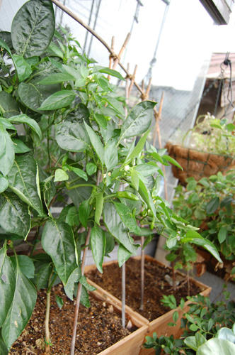 ベランダ菜園 