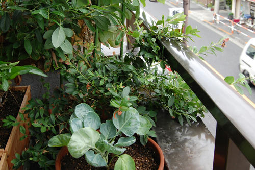 ベランダ菜園 