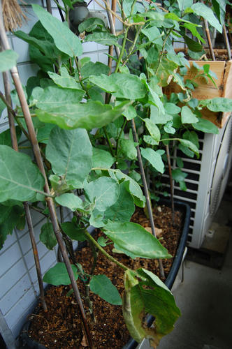 ベランダ菜園 
