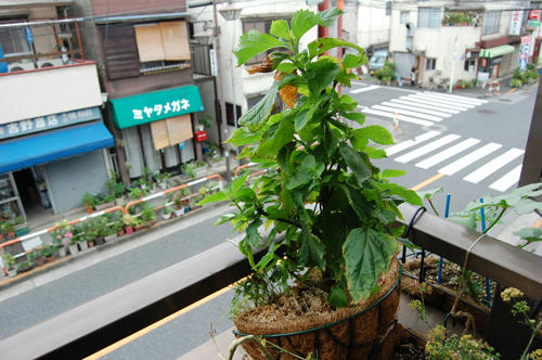 ベランダ菜園 