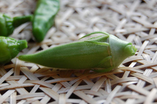 ベランダ菜園 