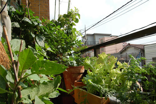 ベランダ菜園 