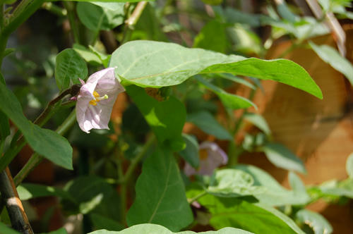 ベランダ菜園 
