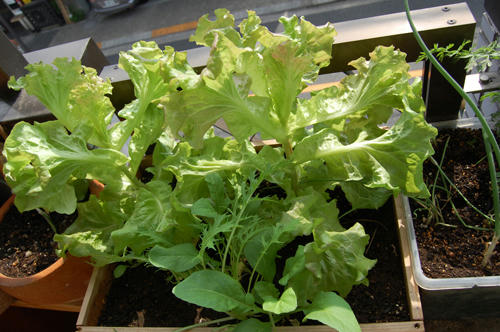 ベランダ菜園 