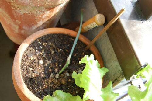 ベランダ菜園 
