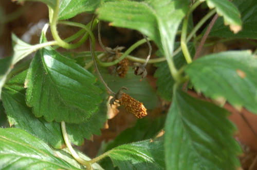 ベランダ菜園 