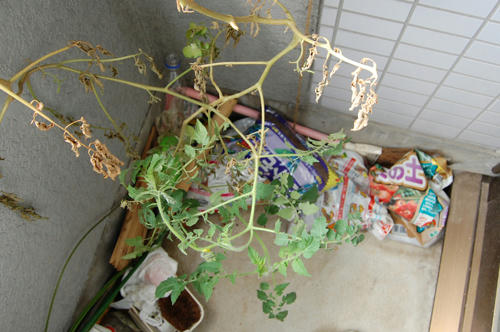 ベランダ菜園 