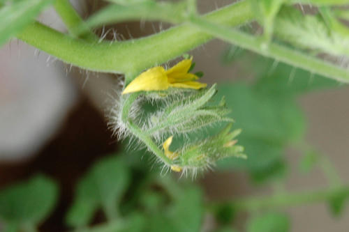 ベランダ菜園 