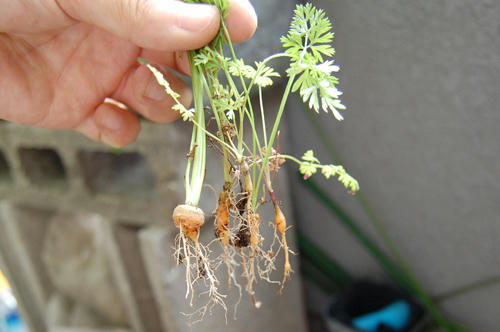 ベランダ菜園 