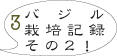 バジル栽培2