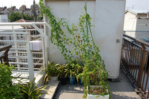 ベランダ菜園 