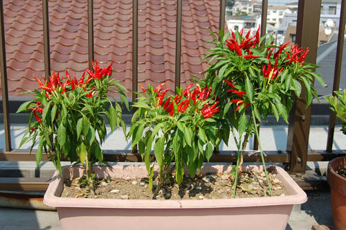 ベランダ菜園 