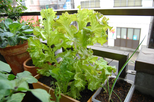 ベランダ菜園 