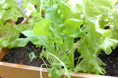 ベランダ菜園 