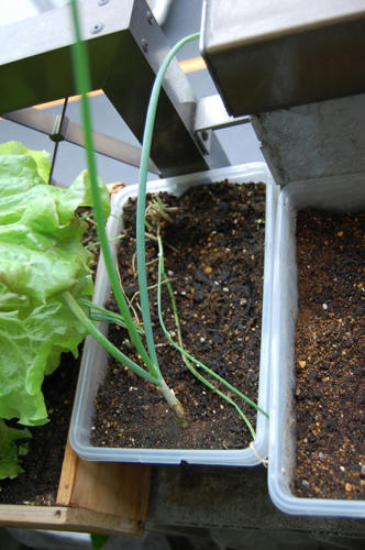 ベランダ菜園 