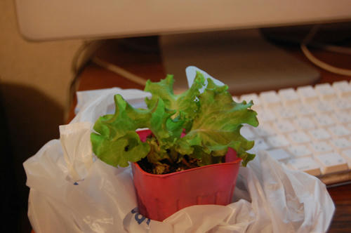 ベランダ菜園 