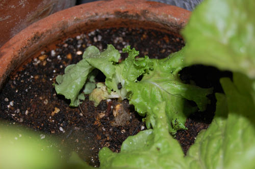 ベランダ菜園 