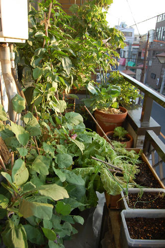 ベランダ菜園 