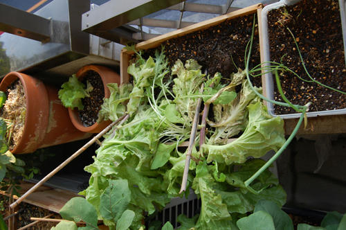 ベランダ菜園 