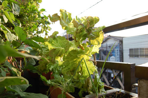 ベランダ菜園 