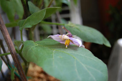 ベランダ菜園 