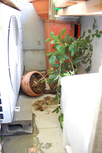 ベランダ菜園 