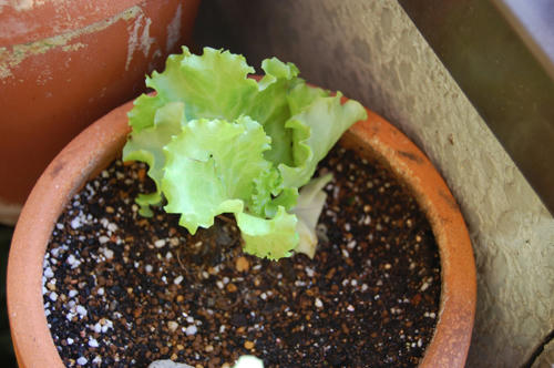 ベランダ菜園 