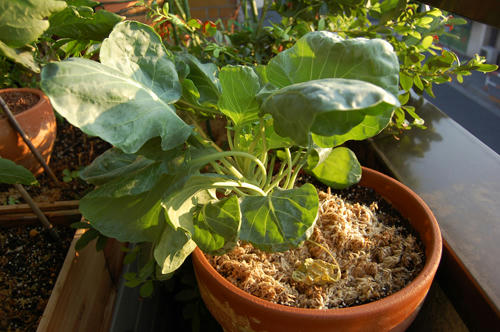 ベランダ菜園 