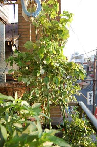 ベランダ菜園 