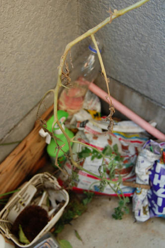 ベランダ菜園 