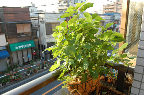 ベランダ菜園 
