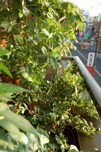 ベランダ菜園 