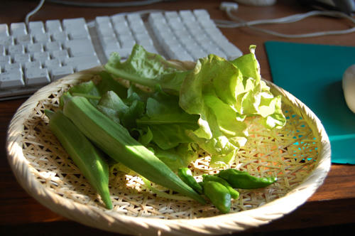 ベランダ菜園 