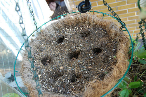 ベランダ菜園 