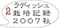 ラディッシュ外栽培3