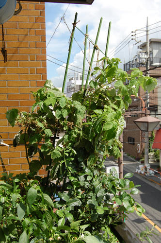 ラズベリー栽培記録07秋 冬 チャッピーのベランダ菜園