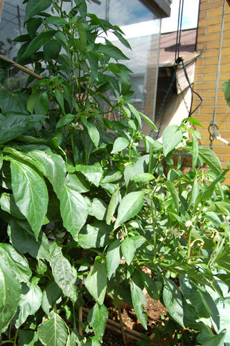 ベランダ菜園 