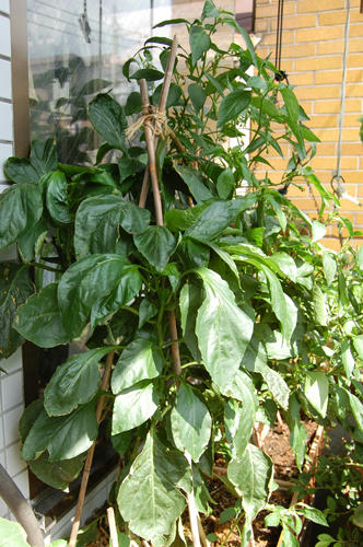 ベランダ菜園 