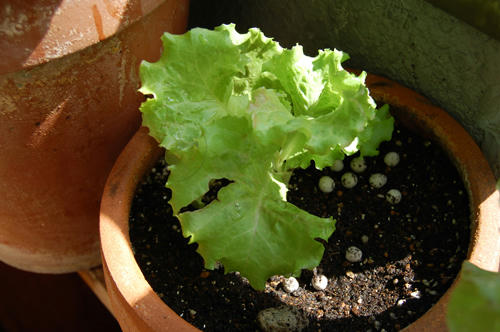 ベランダ菜園 