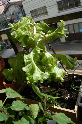 ベランダ菜園 