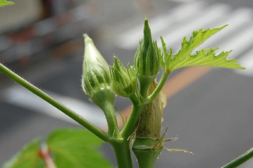 ベランダ菜園 