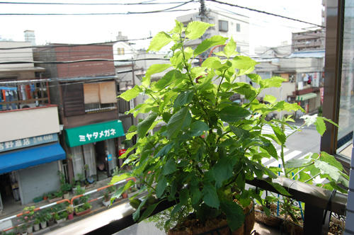 ベランダ菜園 